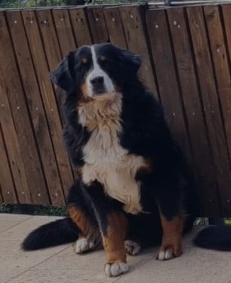 Étalon Bouvier Bernois - Ulvi Du Domaine Des Malices