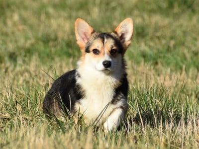 Étalon Welsh Corgi Pembroke - Vanina black queen Des Plaines De Barbizon