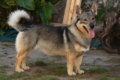 Étalon Spitz des Visigoths - Videl Des coeurs d'alène