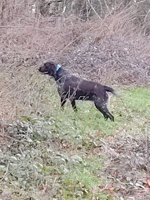 Étalon Petit Epagneul de Münster - Utah Du Verger Du Pommerot