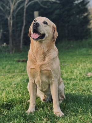 Étalon Labrador Retriever - Safran De La Vallée Du Goldor