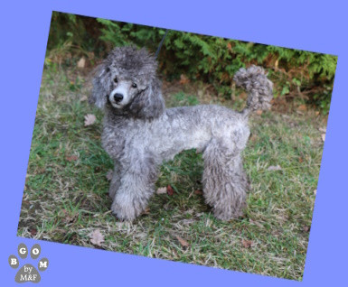 Étalon Caniche - A VENDRE - The beautiful grey of marysa