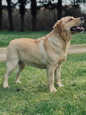 Étalon Labrador Retriever - Utha Des Yeux Doux