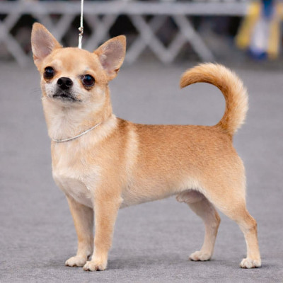 Étalon Chihuahua - True blood de L'Arbre des Batailles