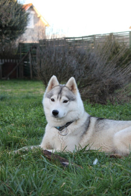 Étalon Siberian Husky - Sierra nevada of Nordic Forest