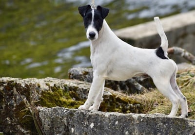 Étalon Fox Terrier Poil lisse - Fox Rebell Vamos a la playa