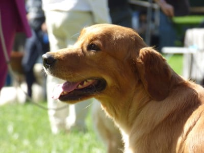 Étalon Golden Retriever - Very pretty lily Du Clan De Juninho