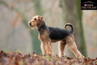 Étalon Airedale Terrier - Ulysse du Manoir de la Haute Brosse