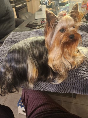 Étalon Yorkshire Terrier - Ugo boss Teenangel