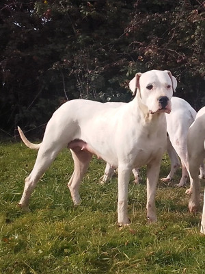 Étalon Dogo Argentino - Yamay de la cocha