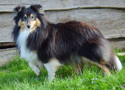 Étalon Shetland Sheepdog - Une utopia black du Cèdre Enchanté