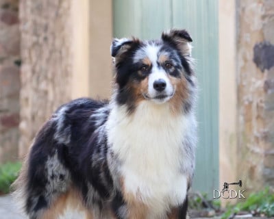 Étalon Berger Australien - Silvermist du chemin des korrigans