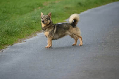 Étalon Spitz des Visigoths - Videl Des coeurs d'alène