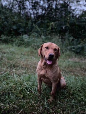 Étalon Labrador Retriever - Masters of Water Umbra