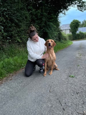 Étalon Labrador Retriever - Urka Des Roseaux Du Der