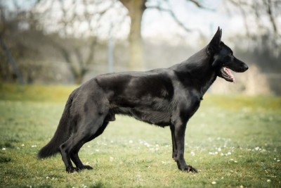 Étalon Berger Allemand - Eddie ze zemé qwannabe