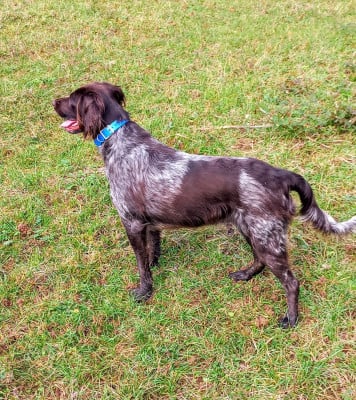 Étalon Petit Epagneul de Münster - Utah Du Verger Du Pommerot