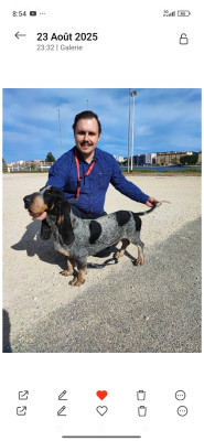 Étalon Basset bleu de Gascogne - Uderzo (Sans Affixe)
