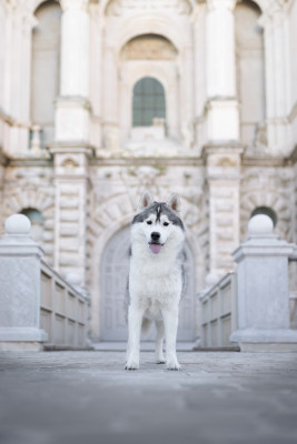 Étalon Siberian Husky - Skyrrows Very lovely guy