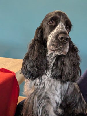 Étalon Cocker Spaniel Anglais - Texas du Bois d'Achelles}