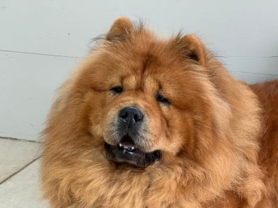 Étalon Chow Chow - Tahiti Du Clos De La Horde