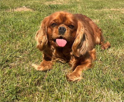 Étalon Cavalier King Charles Spaniel - Salsa Des Vents D'Océan