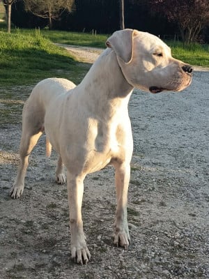 Étalon Dogo Argentino - Yamay de la cocha