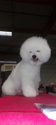 Étalon Bichon Frise - CH. Beauty regina bichon