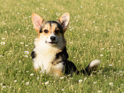 Étalon Welsh Corgi Pembroke - Vanina black queen Des Plaines De Barbizon