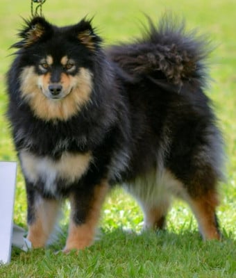 Étalon Chien finnois de Laponie - Ushka Tolosa Maakunta