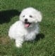 Étalon Bichon Frise - Sheila Von Bereich Sandalvi