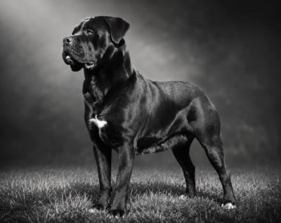 Étalon Cane Corso - U'tecna du temple de jade