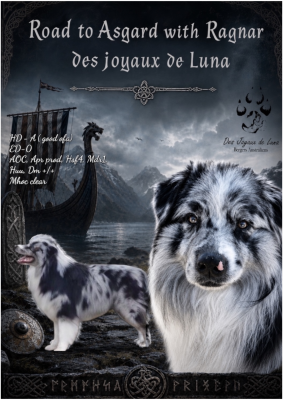 Étalon Berger Australien - Road to asgard with ragnar Des Joyaux De Luna