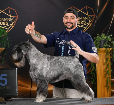 Étalon Schnauzer - CH. Qweeny alarm beskyd