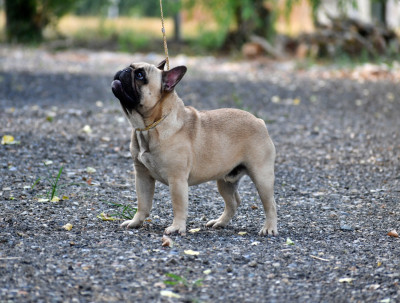 Étalon Bouledogue français - Viggo le charmeur Du Val De Capsil