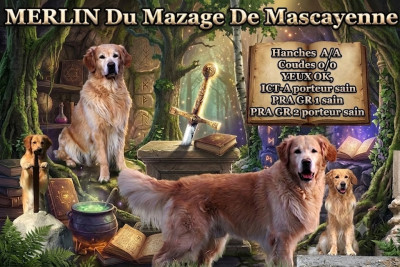 Étalon Golden Retriever - Merlin Du mazage de mascayenne
