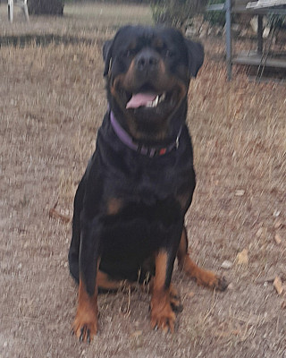 Étalon Rottweiler - PRIAM vom willicher wappen