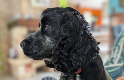 Étalon Cocker Spaniel Anglais - Valkyrie Du Clos De La Croix Renard