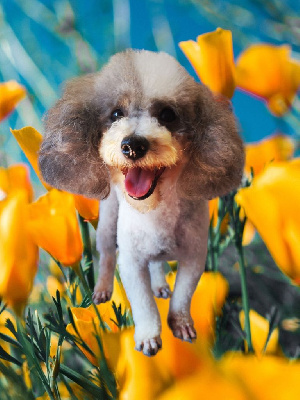 Étalon Chien Particolore à poil frisé - Souricette Des Jours Etoilés