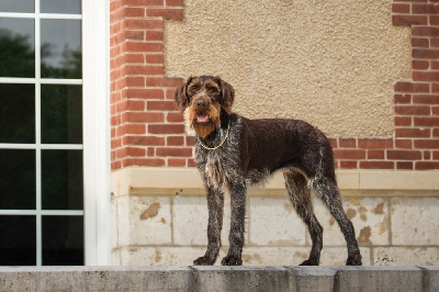 Étalon Chien d'arrêt allemand à poil dur - Shelby bou' Du Domaine De La Barbich'