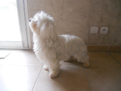 Étalon Bichon maltais - Réglisse (dit charlie) de la Valley d’Ormstown