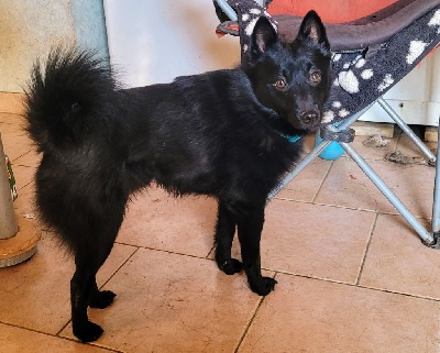 Étalon Schipperke - Taratata des Grandes Voies