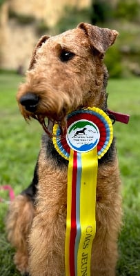 Étalon Airedale Terrier - Upsylon du Manoir de la Haute Brosse
