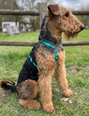 Étalon Airedale Terrier - Ulysse du Manoir de la Haute Brosse