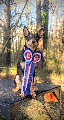 Étalon Australian Kelpie - U'éris De La Grotte Des Oneiroi