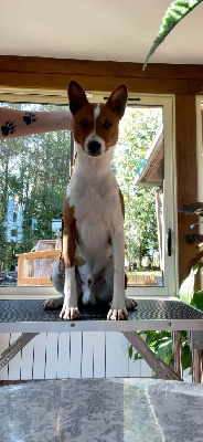 Étalon Basenji - Ungaro Of swala pala