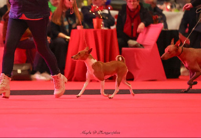 Étalon Basenji - Ulya des Légendes du Moyen-Age