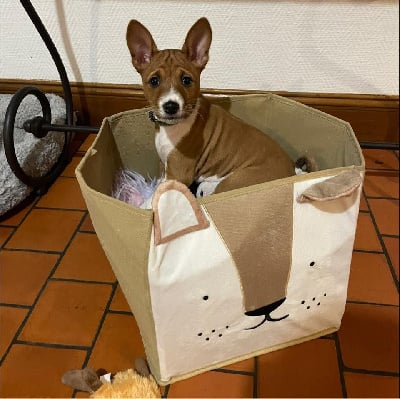 Étalon Basenji - Vvi Du Domaine D’Emavina
