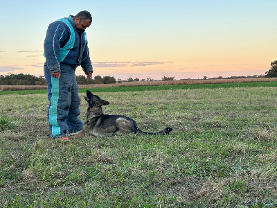 Étalon Berger Allemand - Undra Des Crocs De La Fournaise