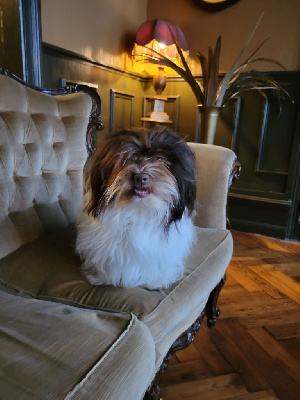 Étalon Bichon Havanais - Tsaheylu my love Amigo Del Hombre